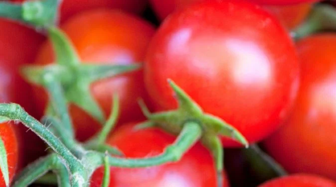 tomatoes.JPG