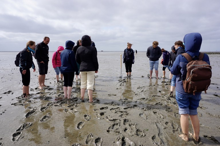 Wattwanderung  in Friedrichskoog