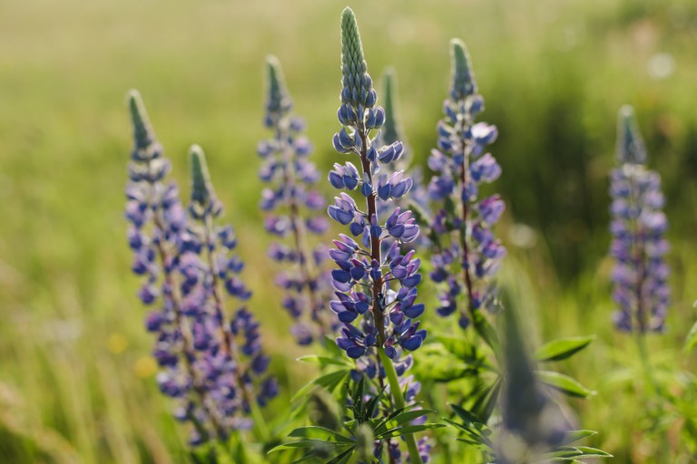 Lupins
