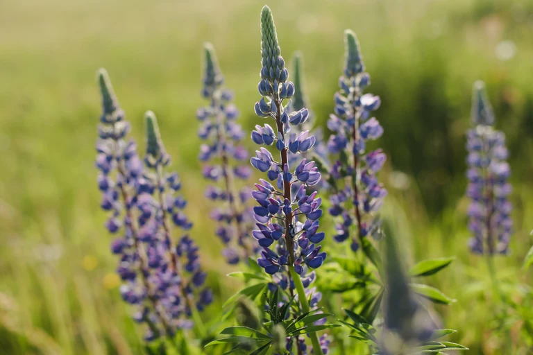 Lupins
