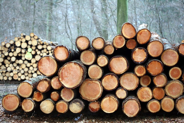 Holz.JPG