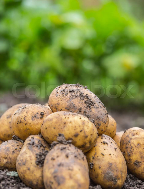 Potatoes.png