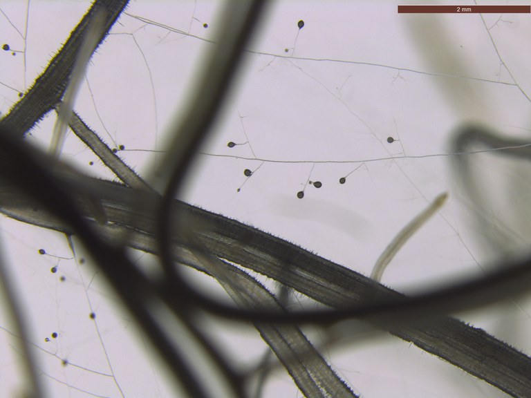 roots_AMF Rhizophagus irregularins in vitro with carrot roots_Ana Shein Lee Diaz.jpg