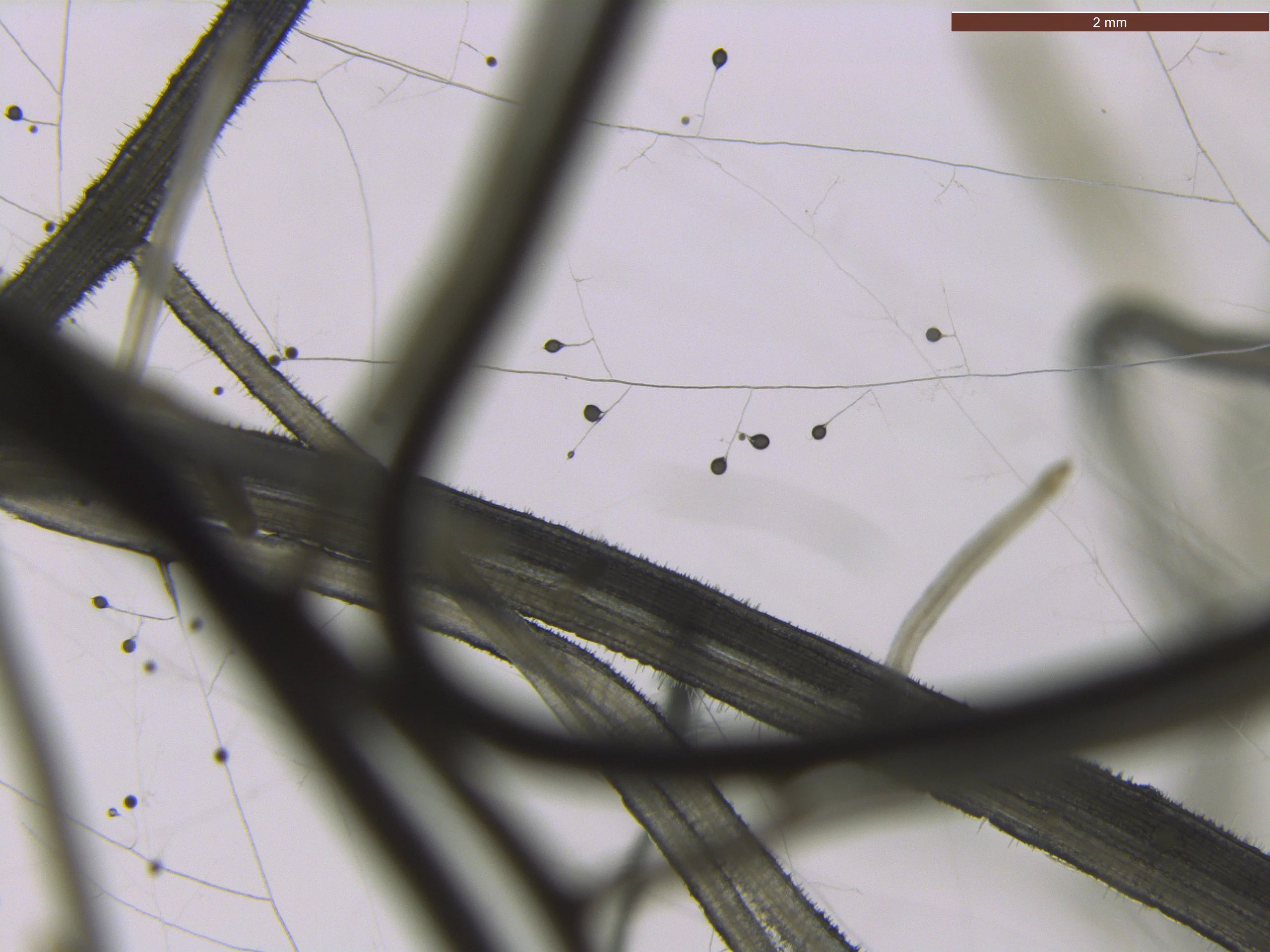 roots_AMF Rhizophagus irregularins in vitro with carrot roots_Ana Shein Lee Diaz.jpg
