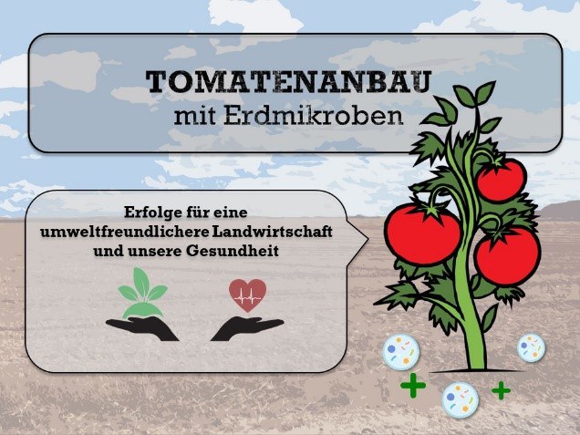 Tomatenanbau.jpg