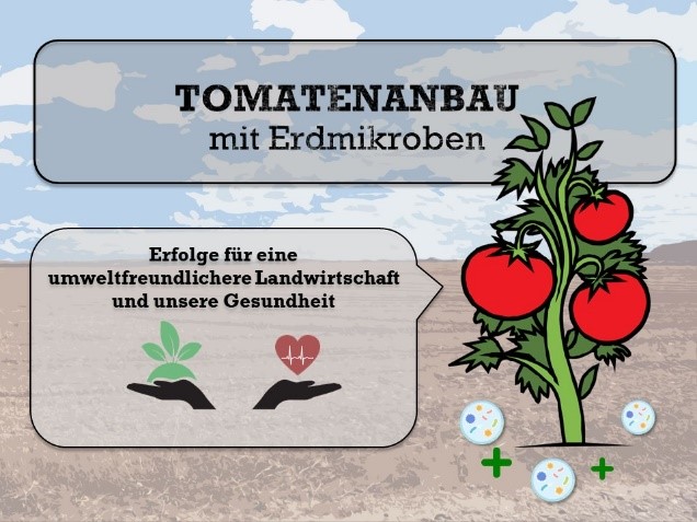 Tomatenanbau.jpg