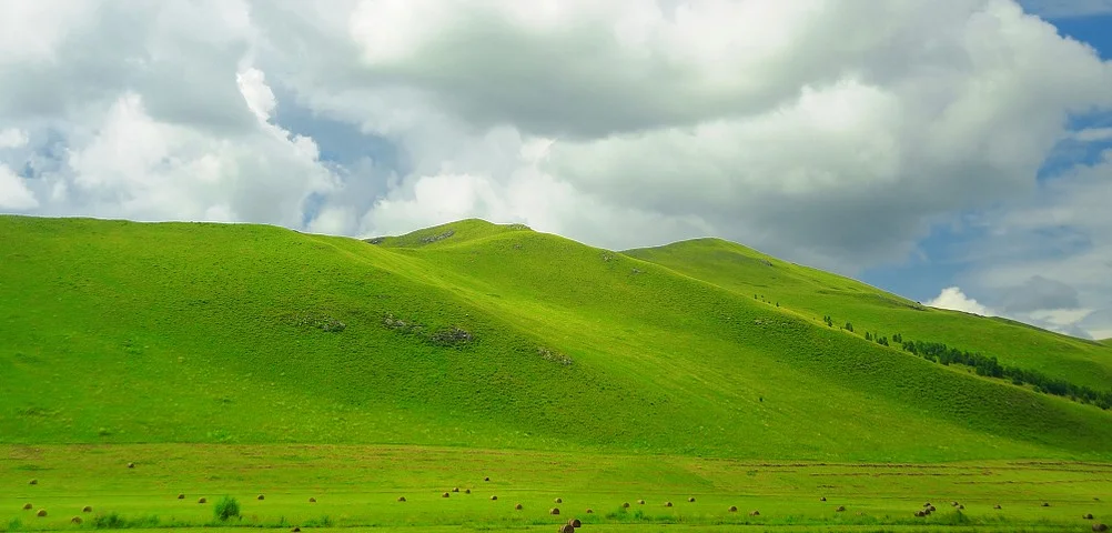 Grassland.webp