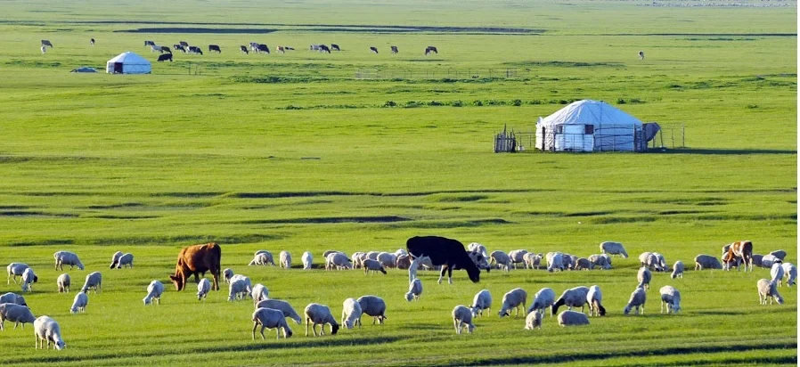 Mongolia.webp