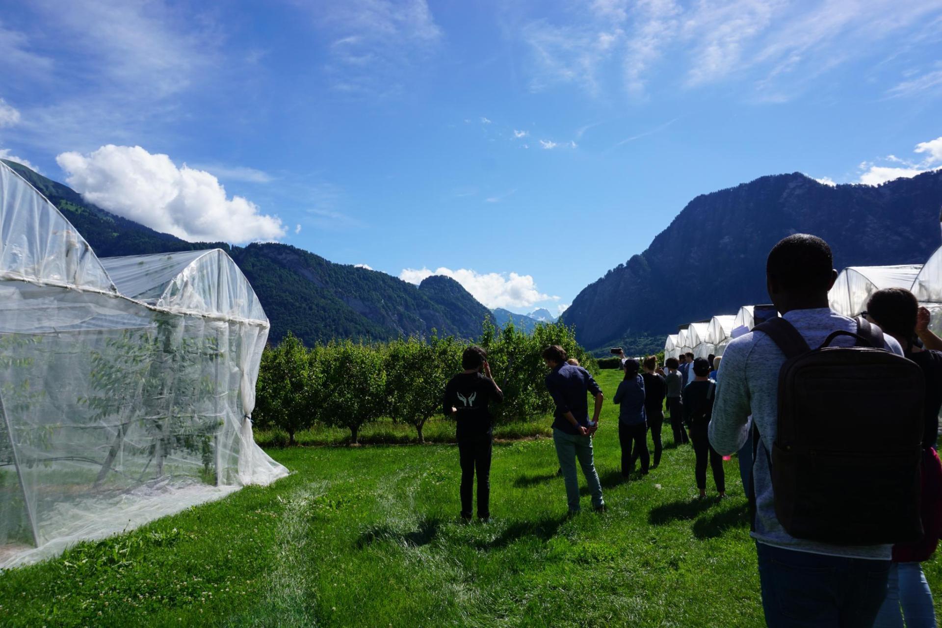 ag_fruit trees and strudnets sunny CH.jfif