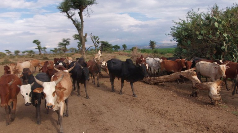 Agricultural and Food Market Research